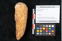 Foto (Objekt + Etikett) von Plantae indet.  (NHMW-GEO-2024-0188-11574)